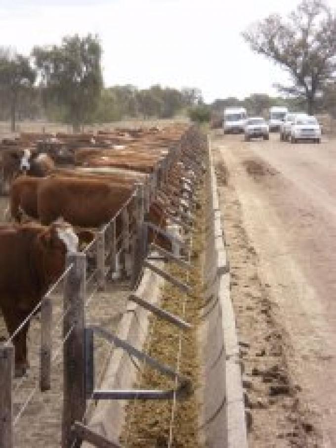 EL NIVEL DE ENCIERRE EN FEEDLOTS SUPERARÍA EL 50%