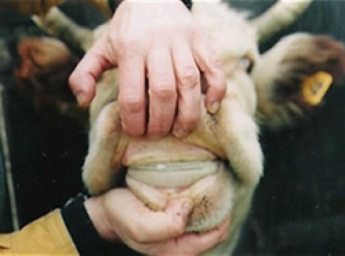 VET COMUNICACIONES ORGANIZA LA 2° JORNADA DEMOSTRATIVA A CAMPO SOBRE COLOCACIÓN DE PRÓTESIS DENTALES BOVINAS