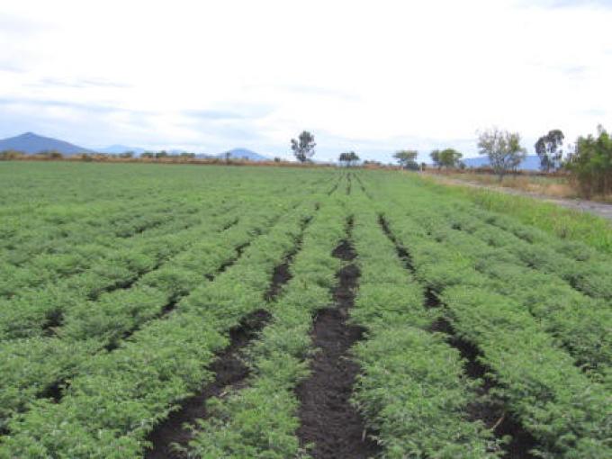 SE DUPLICARÁ EL ÁREA SEMBRADA CON GARBANZO