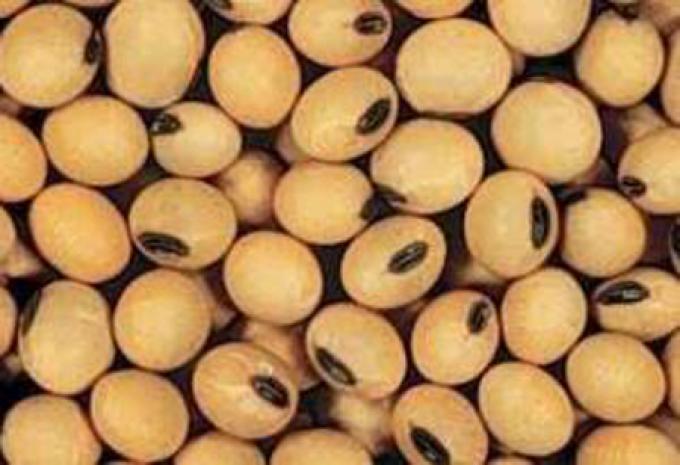 CEREALES: EL PRECIO DE LA SOJA CERRÓ EN BAJA