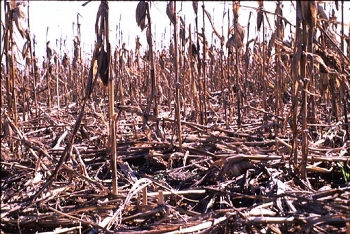 LA SEQUÍA YA GOLPEÓ FUERTE LOS RINDES DE LA COSECHA GRUESA EN ESTADOS UNIDOS
