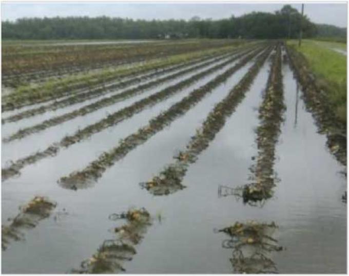 ¿CUÁL FUE LA ZONA AGROPECUARIA MÁS AFECTADA POR LAS LLUVIAS DE AYER?