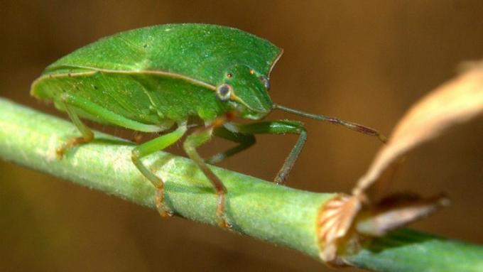 Advierten sobre chinche verde en el trigo