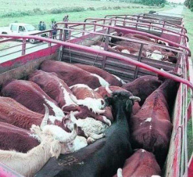 Precios estables en la venta de vacunos