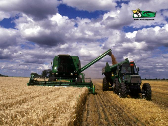 El país pierde U$S 1.400 millones por la caída en la producción de trigo