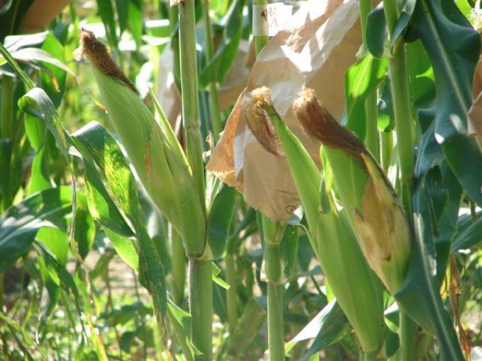 Recortan en Chicago pronóstico de cosechas de maíz y soja de Argentina