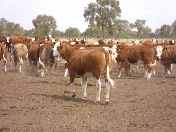 Por el precio del maíz, este año el "feedlot" les fijará cotización a los terneros