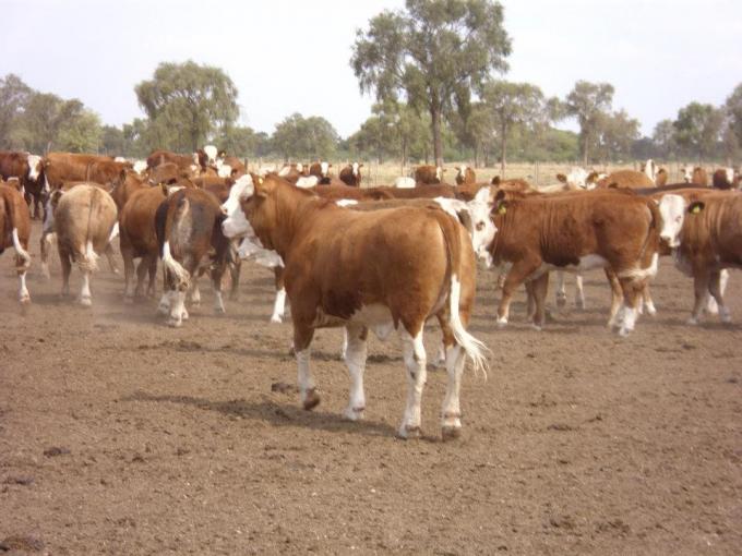 Por el precio del maíz, este año el "feedlot" les fijará cotización a los terneros