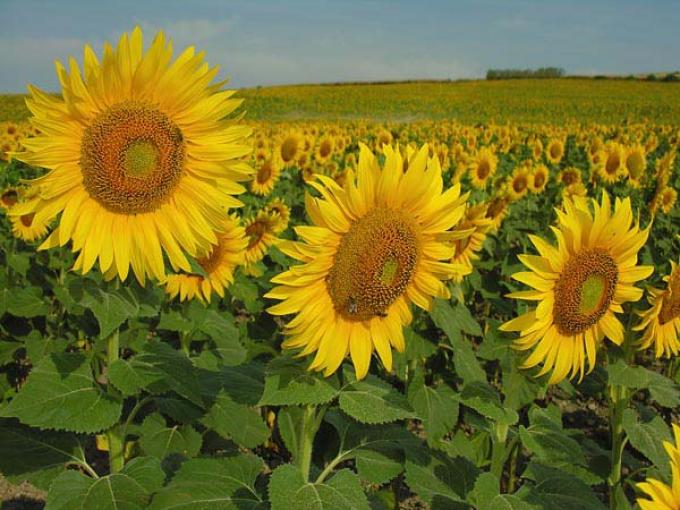 El girasol rindió un promedio de 17,4 qq/ha