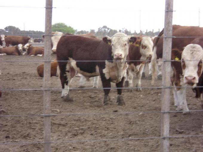 Feedlots apuestan a que Europa importe más carne para que no caiga el precio