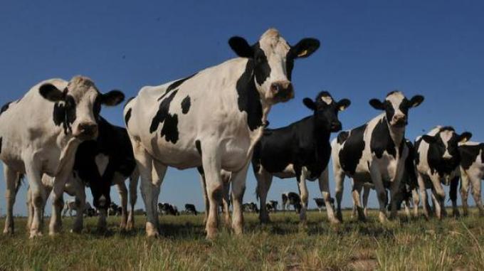 La menor producción de leche redujo 24% las exportaciones