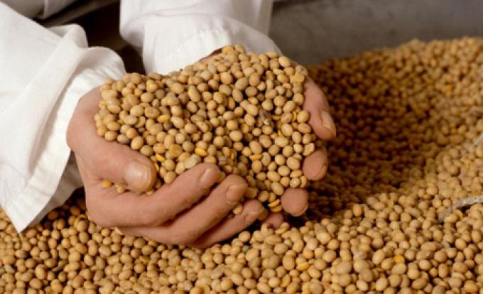 Granos: el Gobierno busca controlar un mercado de u$s 50.000 millones