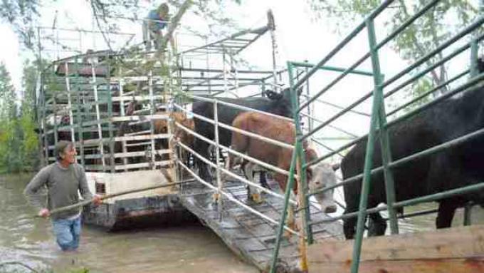 Se implementará un certificado provisorio de tránsito animal