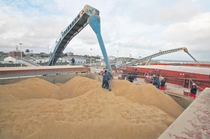 Nación asegura que está garantizada la calidad del trigo para el consumo