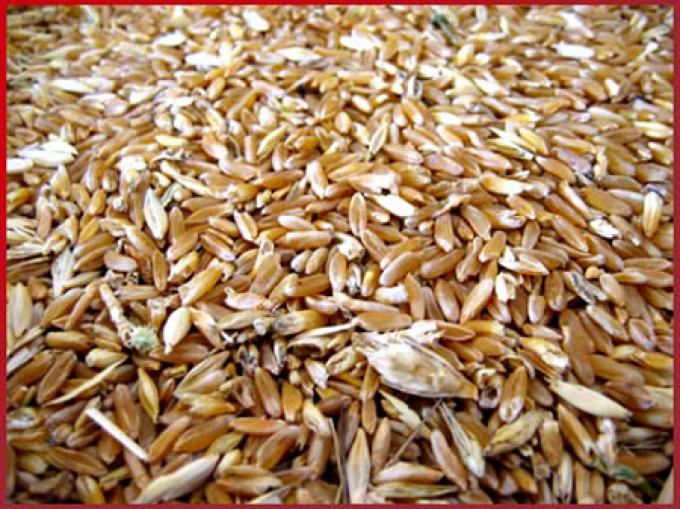 "El trigo que queda está en el sector exportador, en el campo hay poco stock"