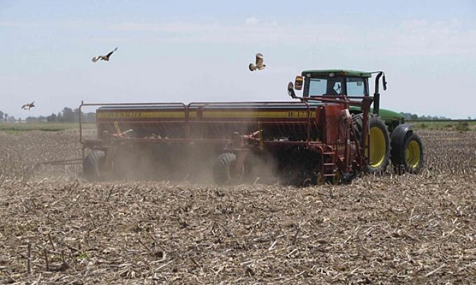 La sequía detuvo la siembra del girasol