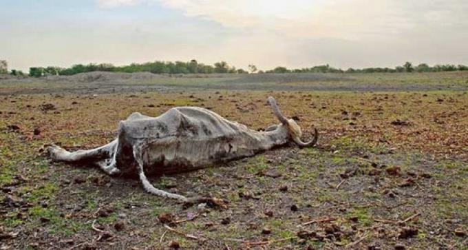 Por la sequía murió el 30% de los animales en el norte del país