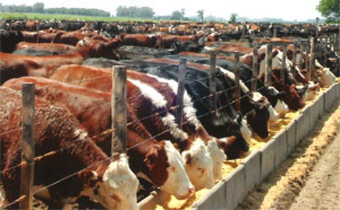 El "feedlot" tiene números para celebrar