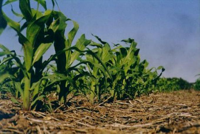 El maíz y el trigo siguen en caída por la falta de lluvias