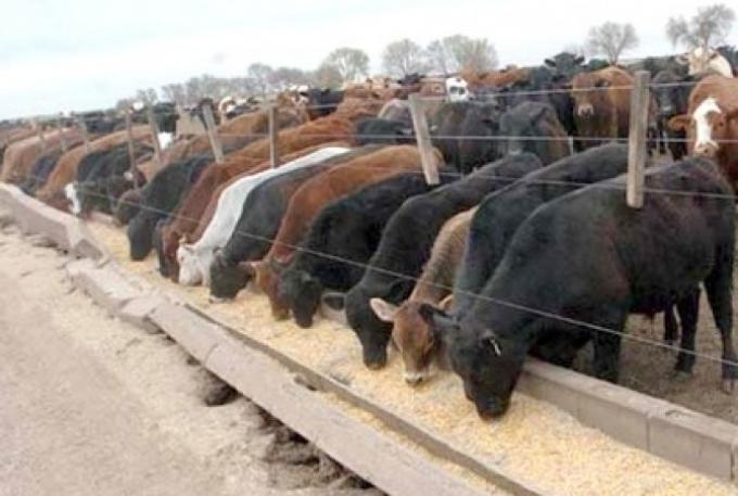 El feedlot mira nuevos parámetros de calidad