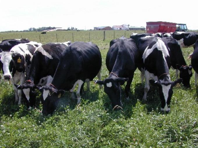 Logran alimentar el motor de un auto con gas emitido por vacas