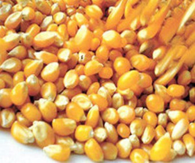 El trigo baja y el maíz sube