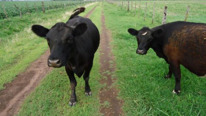 Trigo y carne, las cadenas en las que Casamiquela pondrá primero su atención