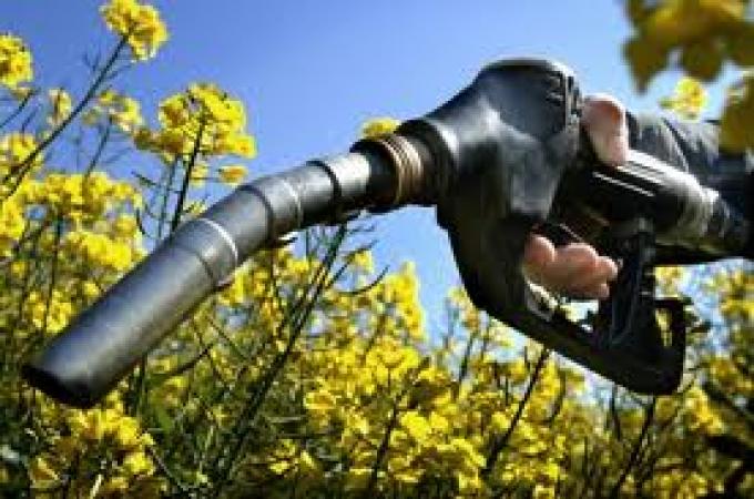 Biodiesel: aceiteras reactivan plantas y pymes planean inversiones