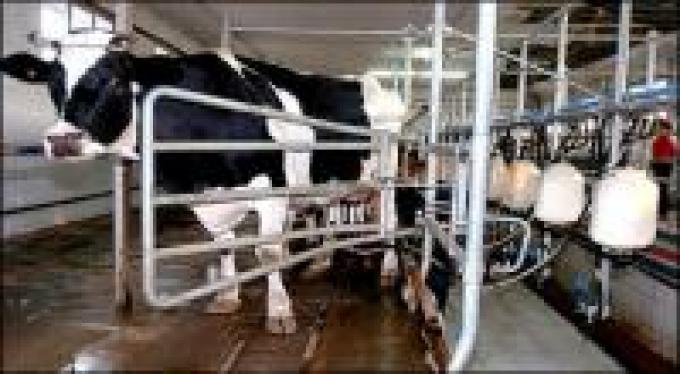 Una buena para el productor: se viene la leche a $2,50