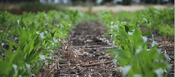 Encuesta CREA: Los agricultores recurren al endeudamiento para sembrar soja y maíz