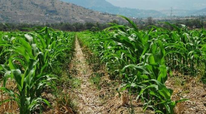 Lluvias apuntalan el ingreso de divisas: buenas perspectivas para la soja y el maíz