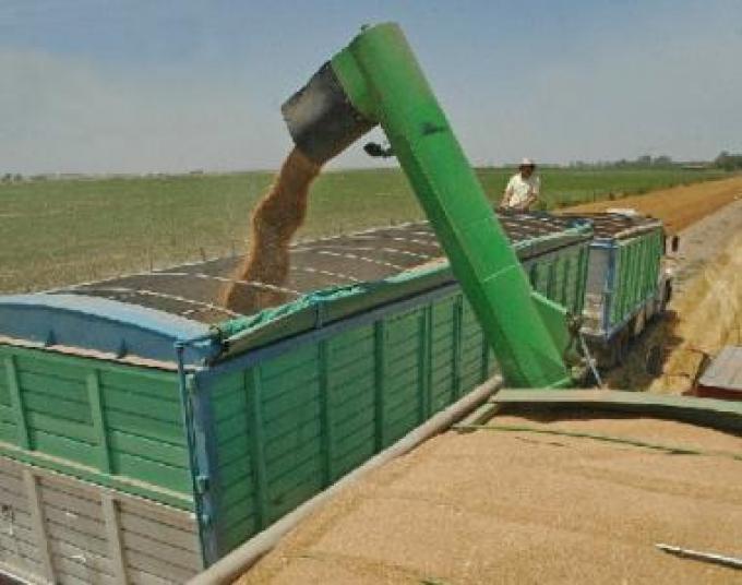 Pérdidas de granos por transporte en camiones