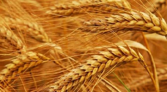 Brasil le compra a EEUU el trigo que Argentina no le vende