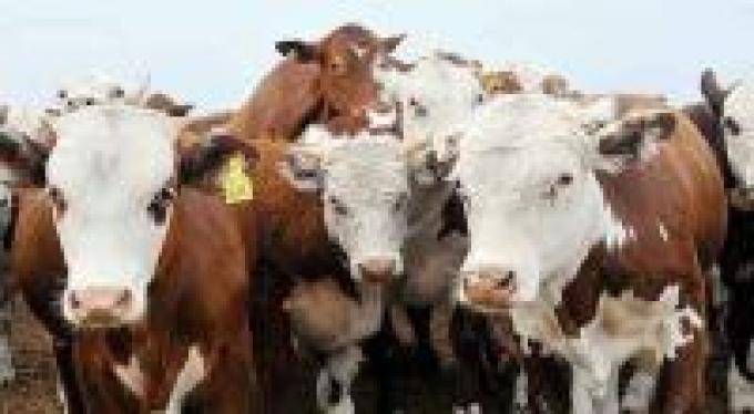 Las dudas no se despejan para la exportación