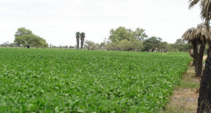 Una ha que pasa de maíz a soja saca una tercera parte de producción