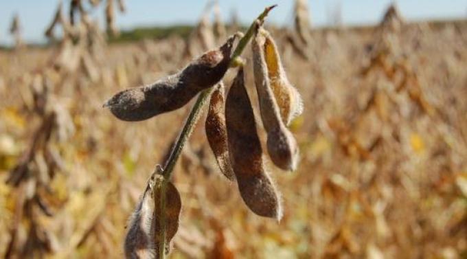 Productores apenas vendieron 6% de la cosecha nueva