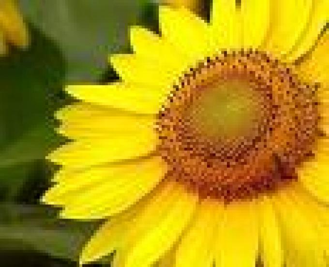 Ya se trillaron 331 mil hectáreas de girasol