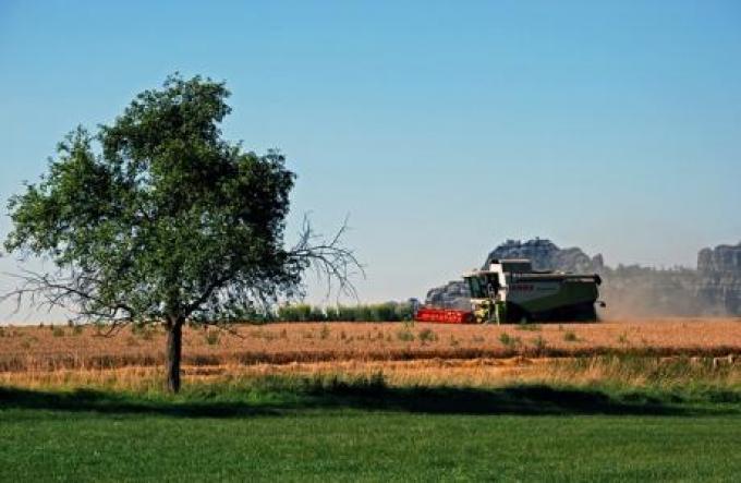 La producción mundial de cereales 2013/14 aumentaría 10%