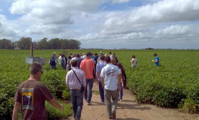 La mancha marrón se impone en el campo
