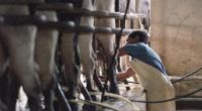 Proyecto para incentivar la leche