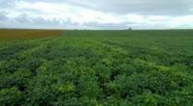 Sequía en Brasil: seguiría segundo en soja