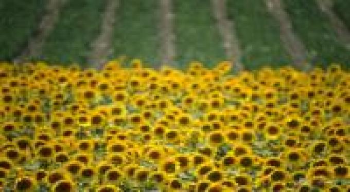 Girasol: Se cosechó el 41% del área sembrada