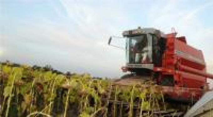 Ya se cosechó más de la mitad del girasol