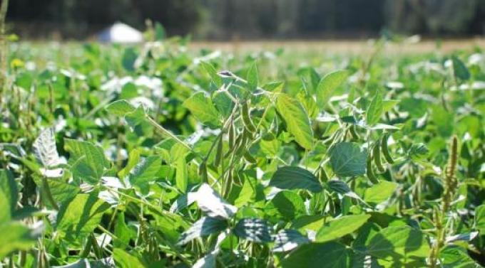 Restringen créditos a productores de soja