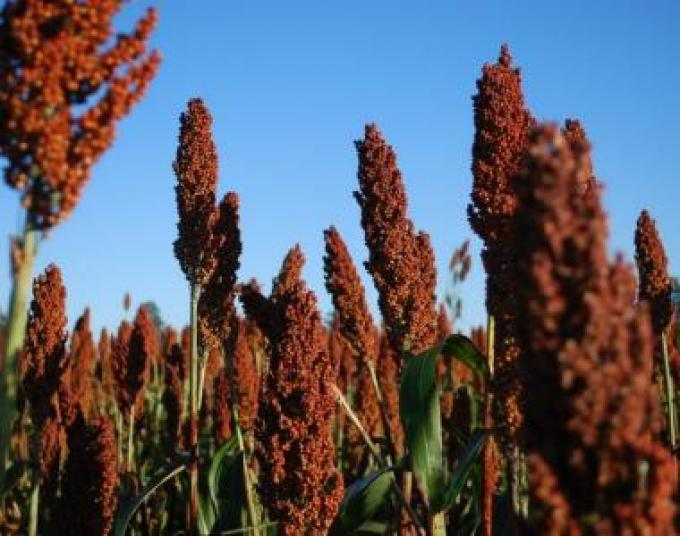 En busca del mercado chino de sorgo