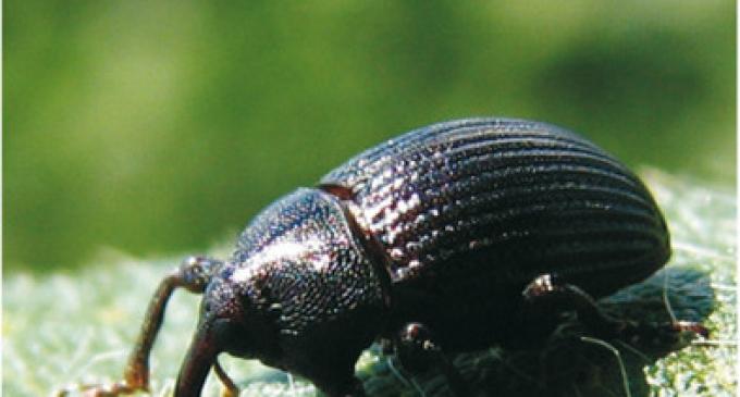 Ataques de "picudo negro" y "orugas defoliadoras"