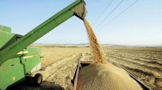 Sube producción de cereales en países en desarrollo