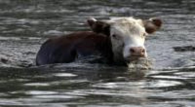 Alerta ganadera por la crecida del Paraná