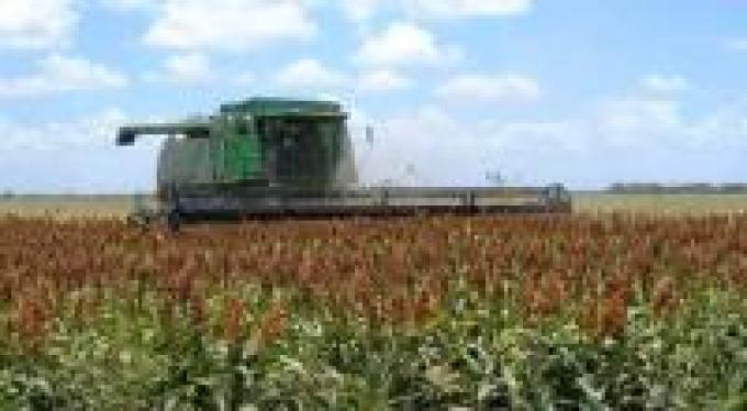 La cosecha de sorgo sería de 4,3 M Tn.