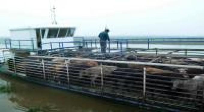 Febril traslado de vacas en las islas del Paraná